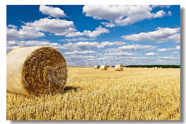 燃氣鍋爐采用濕背式爐體結構有什么優(yōu)勢？