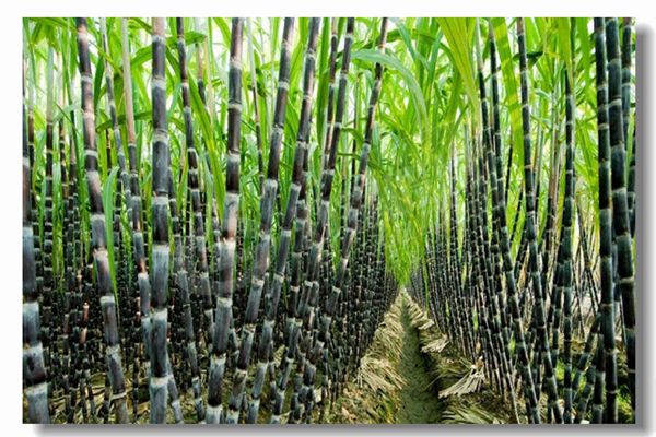 燃?xì)忮仩t運(yùn)行前為什么要進(jìn)行水壓試驗(yàn)？