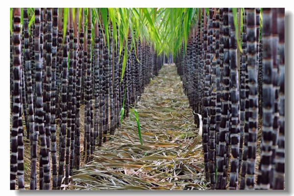 循環(huán)流化床鍋爐的基本特點(diǎn)是什么？