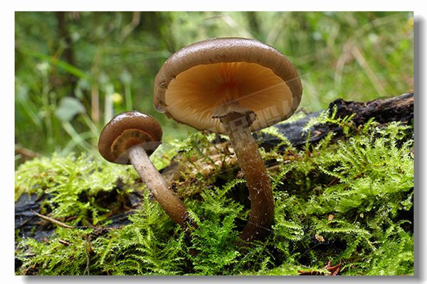 2噸天燃?xì)鉄崴仩t廠商哪家性價比高？