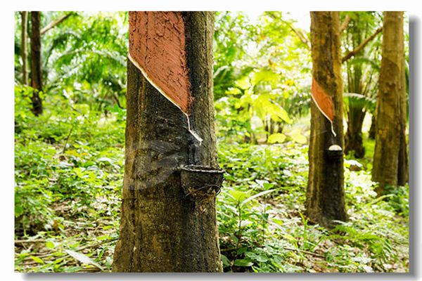 生物質(zhì)顆粒鍋爐多少錢?