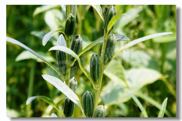 循環(huán)流化床鍋爐內(nèi)有傳熱過程有哪些?